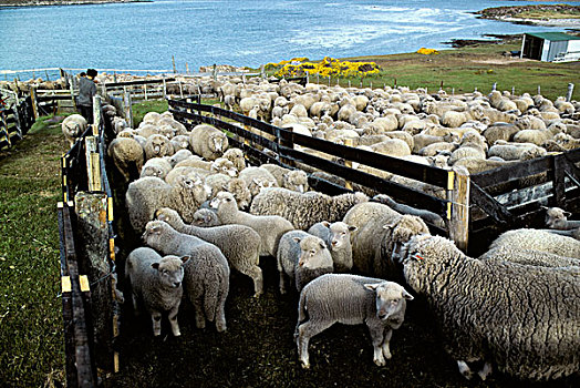 福克兰群岛,绵羊,圈拢,分类