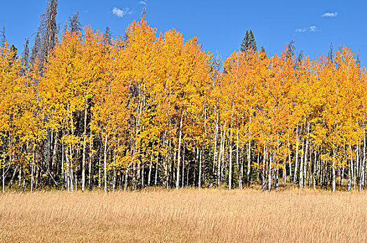 秋天,色彩,颤杨,山杨,山谷,道路,落基山国家公园,科罗拉多,美国