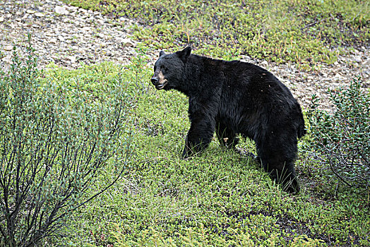 黑熊,野生,碧玉国家公园,加拿大