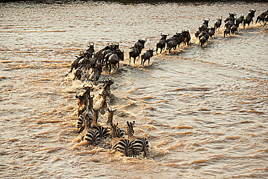 混合,群,斑马,马,角马,穿过,洪水,马拉河,塞伦盖蒂国家公园,坦桑尼亚