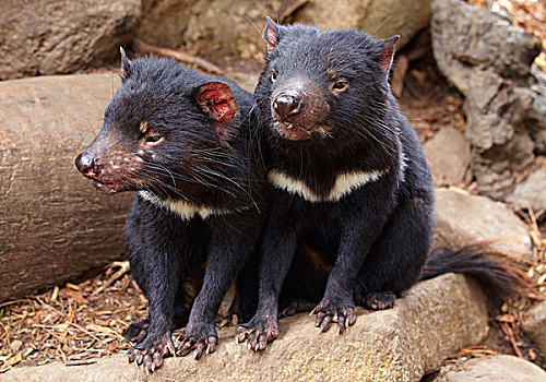 袋獾,一对,塔斯马尼亚,澳大利亚