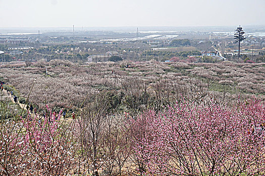 南京溧水梅花节,傅家边万亩梅林赏花季