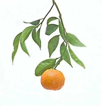 柑橘,枝头,隔绝,白色背景,背景