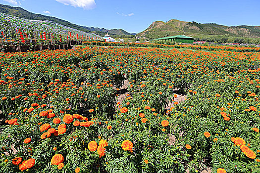 扣花生态休闲观光园,万寿菊