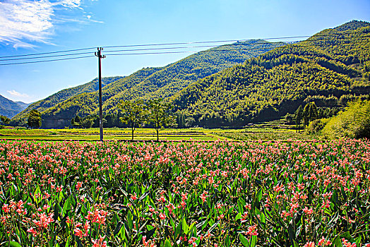 田园,湿地,花,生态,植物,章水镇