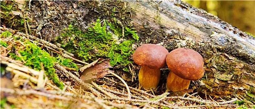 蘑菇,绿色,苔藓