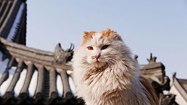 古观音禅寺里的猫