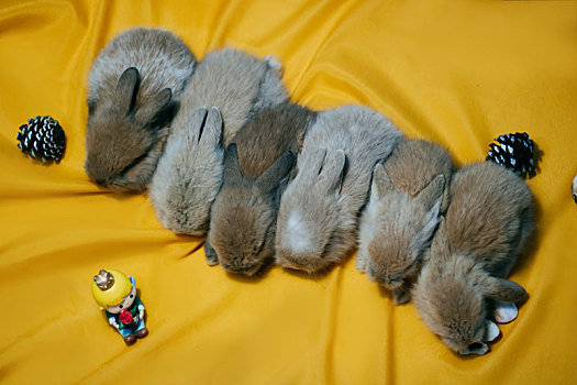 一群小兔