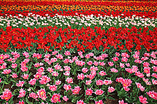 彩色,花坛,不同,郁金香,品种,盛开,郁金香属,库肯霍夫公园,荷兰,欧洲