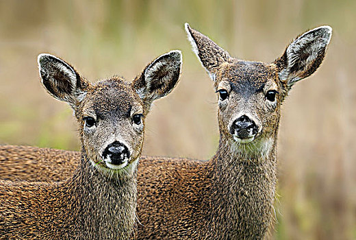 长耳鹿,骡鹿,维多利亚,不列颠哥伦比亚省,加拿大