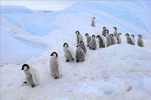 帝企鹅,幼禽,走,排列,雪丘岛,南极