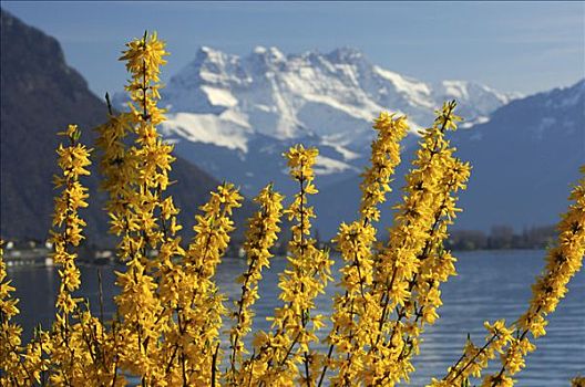 春天,日内瓦湖,靠近,蒙特勒,顶峰,凹,沃州,瑞士