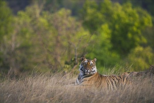 孟加拉虎,虎,老,幼小,放入,草地,干燥,季节,四月,班德哈维夫国家公园,印度