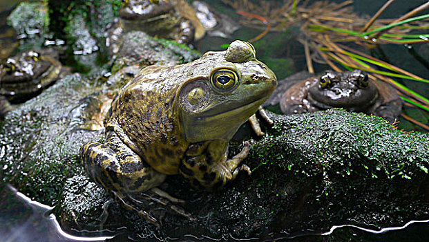 牛蛙,入侵种,温哥华岛,不列颠哥伦比亚省,加拿大