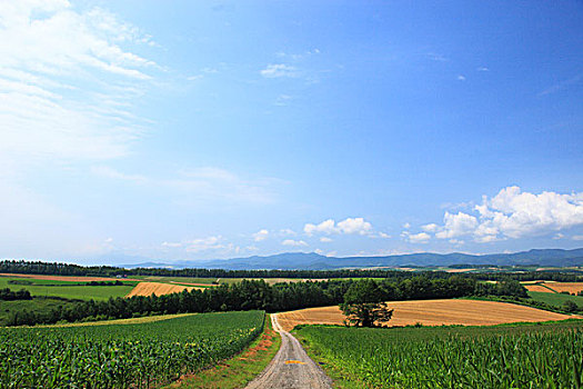 农场,区域,美瑛,夏天