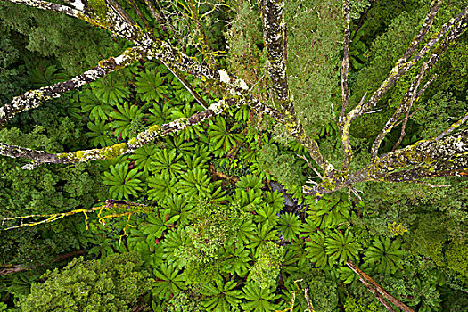 树,繁茂,苔藓,桫椤,遮盖,林中地面,奥特韦国家公园,维多利亚,澳大利亚