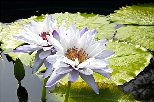 荷花,莲花,水塘