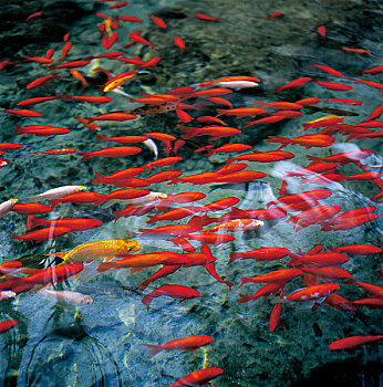 红鲤池