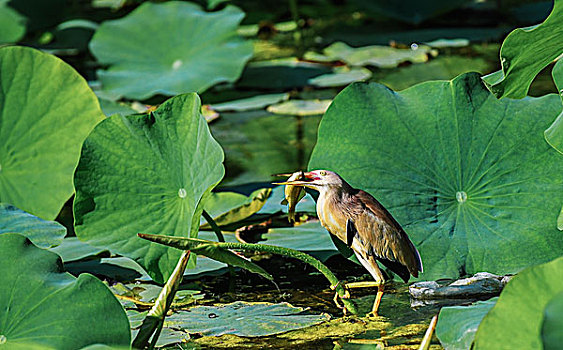 黄苇鳽,yellowreed