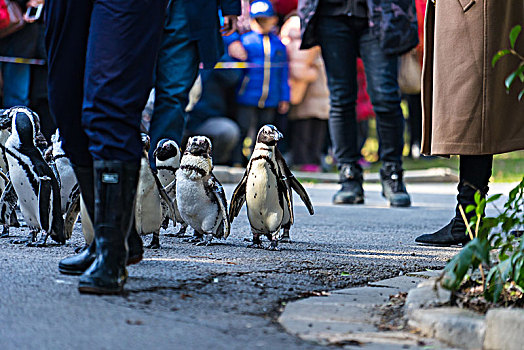 企鹅漫步