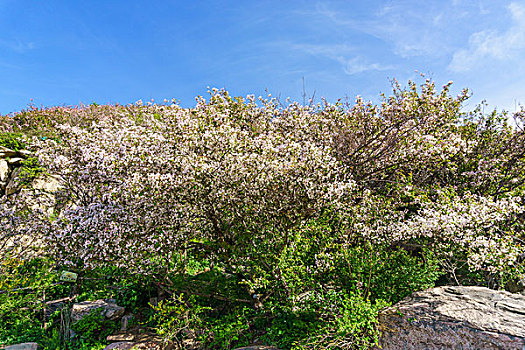 泰山海棠花