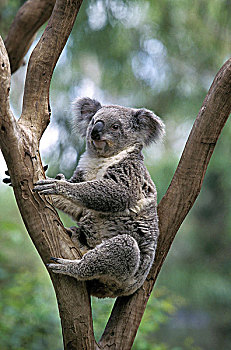 树袋熊,树,澳大利亚
