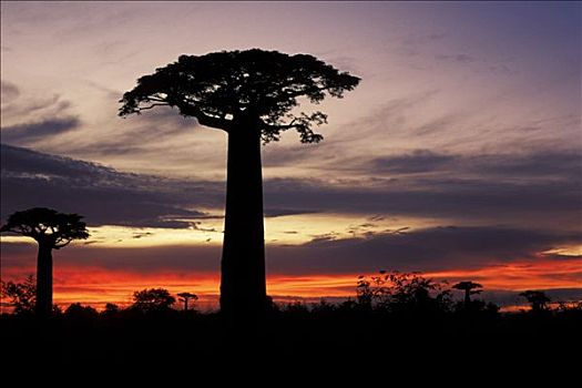 马达加斯加,猴面包树