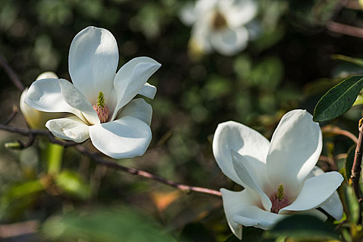 玉蘭花
