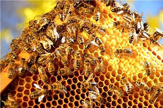 蜜蜂,蜂窝,春天