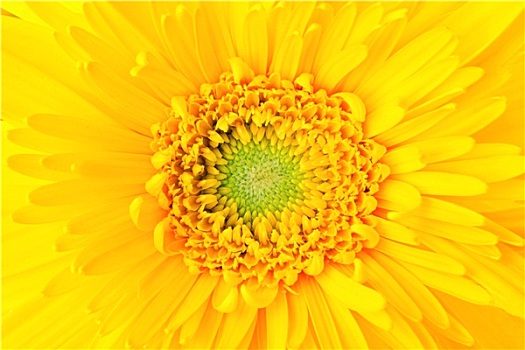 黄色,雏菊