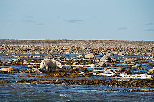 加拿大,努纳武特,西部,岸边,哈得逊湾,区域,幼兽,北极熊,海岸线,大幅,尺寸