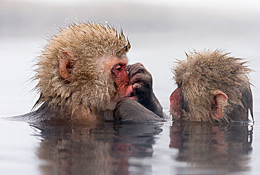 日本猕猴,雪猴,一对,一个,检查,嘴,日本