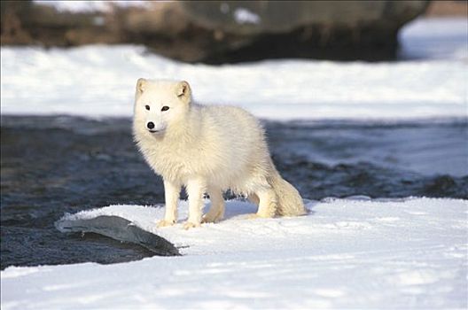 北极狐,冰,河,俘获