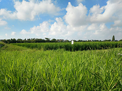 田园风光,乡村美景