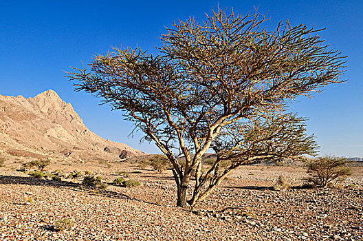 刺槐,树,干燥,荒芜,风景,哈迦,加尔比,山峦,区域,阿曼苏丹国,阿拉伯,中东