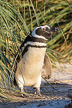 麦哲伦企鹅,小蓝企鹅,特色,草丛,草,环境,南美,福克兰群岛