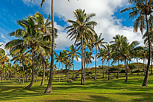 棕榈树,海滩,阿纳凯,拉帕努伊,复活节岛,智利,南美