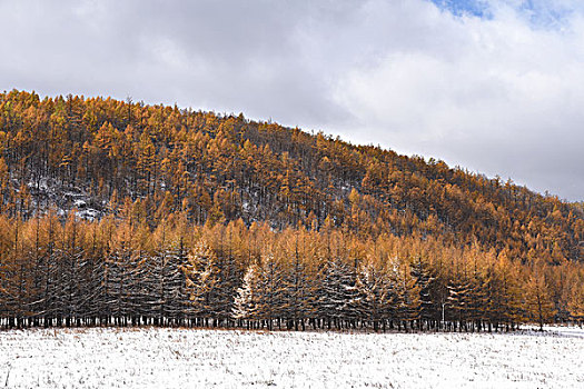 阿尔山雪景