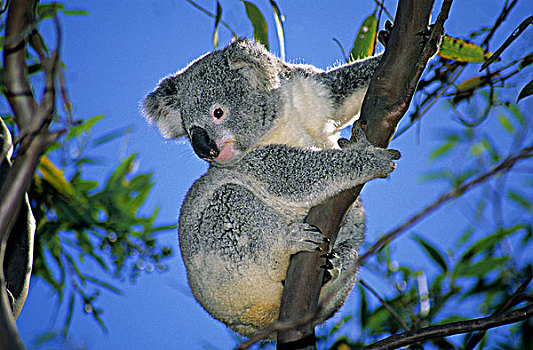 幼小,树袋熊,布里斯班,澳大利亚