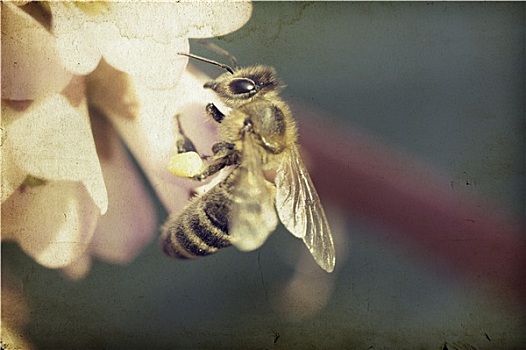 旧式,照片,蜜蜂