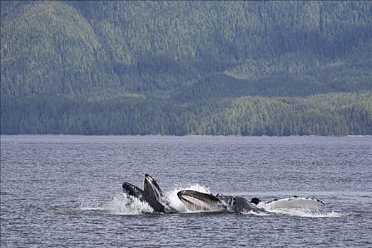 驼背鲸,大翅鲸属,鲸鱼,进食,海中,不列颠哥伦比亚省,加拿大