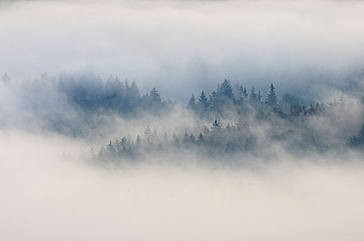树林,早晨,雾,撒克逊瑞士,易北河砂岩山,萨克森,德国,欧洲