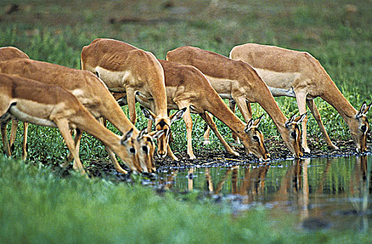 黑斑羚,女性,喝,水潭,马赛马拉,公园,肯尼亚