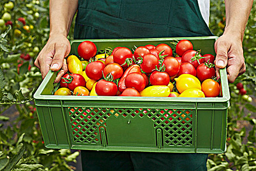农民,塑料盒,西红柿