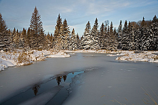 冰冻,湖,树林,冬天,安大略省,加拿大