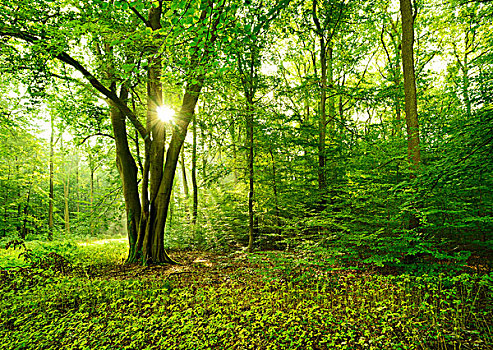 阳光,发光,落叶林,树林,靠近,科维亚弗特,萨克森安哈尔特,德国