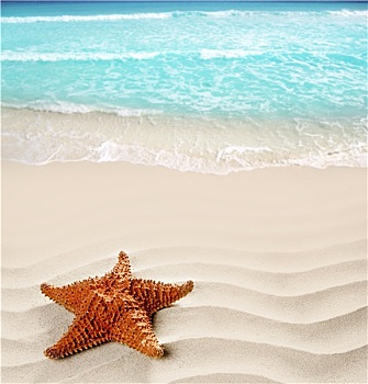 加勒比,海滩,海星,波状,白沙,夏天