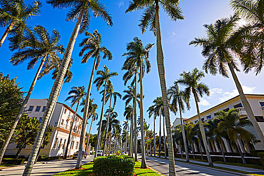 棕榈海滩,皇家,棕榈树,入口,佛罗里达,美国,排列
