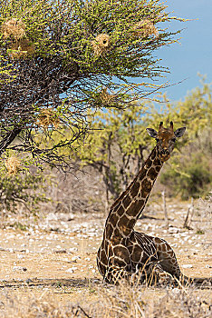 长颈鹿,树,荫凉,埃托沙国家公园,纳米比亚,非洲