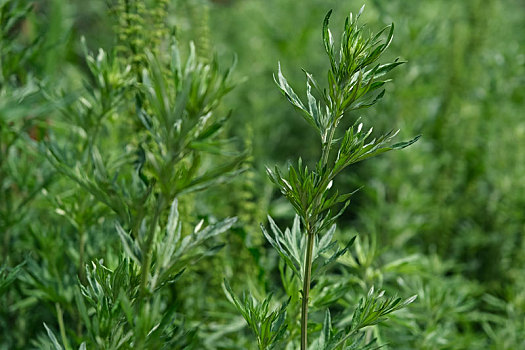 五月山野中青葱的艾蒿